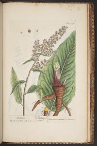 プレート 489、「A Curious Herbal」より 作： Elizabeth Blackwell