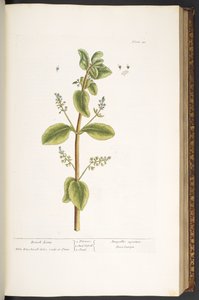 プレート 48、ブルック ライム、「A Curious Herbal」より 作： Elizabeth Blackwell