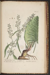 プレート 490、「A Curious Herbal」より 作： Elizabeth Blackwell