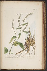 プレート 491、「A Curious Herbal」より 作： Elizabeth Blackwell