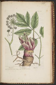 プレート 495、「A Curious Herbal」より 作： Elizabeth Blackwell
