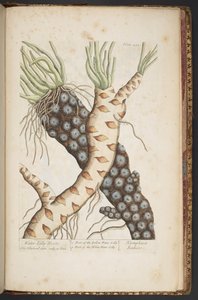 プレート 498、「A Curious Herbal」より 作： Elizabeth Blackwell