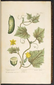 プレート 4、ガーデン キュウリ、「A Curious Herbal」より 作： Elizabeth Blackwell