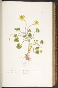 プレート 51、パイルワート、「A Curious Herbal」より 作： Elizabeth Blackwell