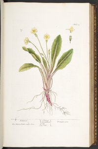 プレート 52、プリムローズ、「A Curious Herbal」より 作： Elizabeth Blackwell