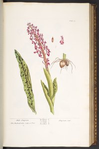 プレート 53、オスのサティリオン、「A Curious Herbal」より 作： Elizabeth Blackwell