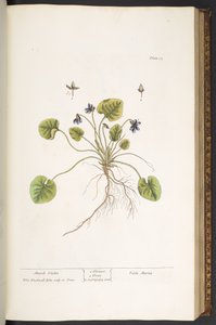 プレート 55、マーチ バイオレット、「A Curious Herbal」より 作： Elizabeth Blackwell