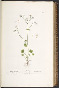 プレート 56、ホワイト ユキノシタ、「A Curious Herbal」より 作： Elizabeth Blackwell