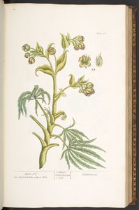 プレート 57、クマの足、「A Curious Herbal」より 作： Elizabeth Blackwell