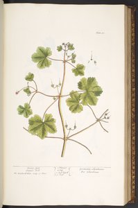 プレート 58、ハトの足、ツルのくちばし、「A Curious Herbal」より 作： Elizabeth Blackwell