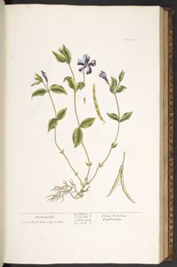 プレート 59、ツルニチニチソウ、「A Curious Herbal」より 作： Elizabeth Blackwell