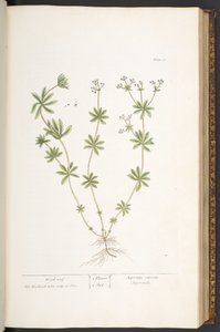 プレート 60、「A Curious Herbal」のウッド ルーフ 作： Elizabeth Blackwell
