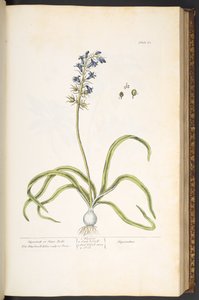 「A Curious Herbal」のプレート 61、Hyacinth、または Hare Bells 作： Elizabeth Blackwell