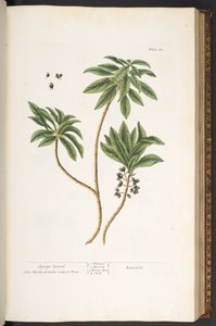 プレート 62、「A Curious Herbal」より 作： Elizabeth Blackwell