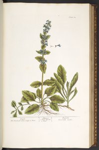 プレート 64、ラッパ、「A Curious Herbal」より 作： Elizabeth Blackwell