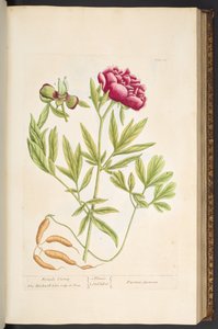 プレート 65、「A Curious Herbal」より 作： Elizabeth Blackwell