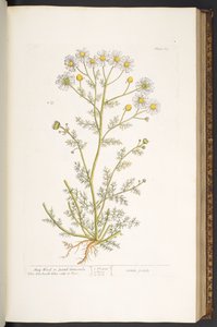 プレート 67、「A Curious Herbal」より 作： Elizabeth Blackwell