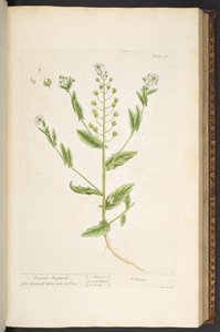 プレート 68、「A Curious Herbal」より 作： Elizabeth Blackwell