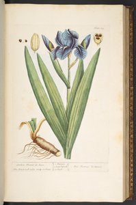 プレート 69、Garden Flower-de-Luce、「A Curious Herbal」より 作： Elizabeth Blackwell