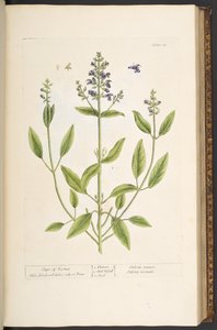 プレート 71、「A Curious Herbal」より 作： Elizabeth Blackwell