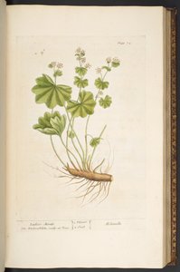 プレート 72、「A Curious Herbal」より 作： Elizabeth Blackwell