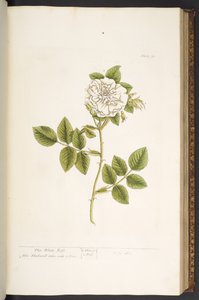 プレート 73、「A Curious Herbal」より 作： Elizabeth Blackwell