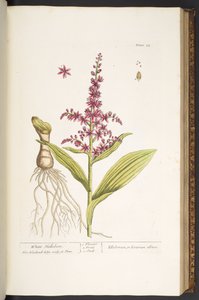 プレート 74、「A Curious Herbal」より 作： Elizabeth Blackwell