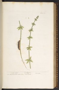 プレート 76、クロス ワート、「A Curious Herbal」より 作： Elizabeth Blackwell
