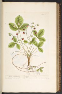 プレート 77、「A Curious Herbal」より 作： Elizabeth Blackwell
