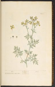 プレート 7、Rue、「A Curious Herbal」より 作： Elizabeth Blackwell