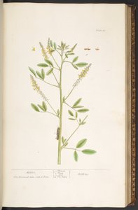 プレート 80、「A Curious Herbal」より 作： Elizabeth Blackwell