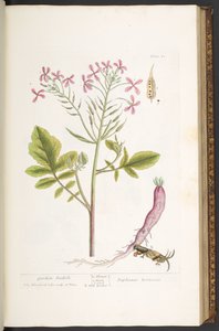 プレート 81、「A Curious Herbal」より 作： Elizabeth Blackwell