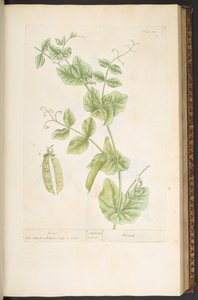 プレート 83、「A Curious Herbal」より