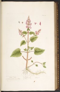 プレート 84、「A Curious Herbal」より 作： Elizabeth Blackwell