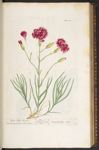 プレート 85、「A Curious Herbal」より 作： Elizabeth Blackwell
