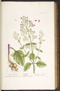 プレート 87、「A Curious Herbal」より 作： Elizabeth Blackwell