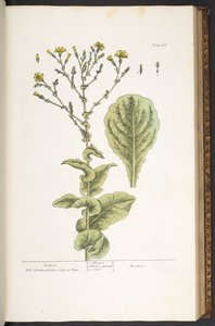 プレート 88、「A Curious Herbal」より 作： Elizabeth Blackwell