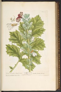 プレート 89、「A Curious Herbal」より 作： Elizabeth Blackwell