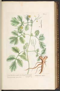 「A Curious Herbal」のプレート 91、Great Celandine、または Yellow Horn Poppy 作： Elizabeth Blackwell