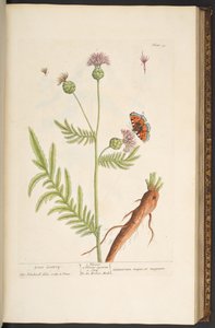 プレート 93、「A Curious Herbal」より 作： Elizabeth Blackwell