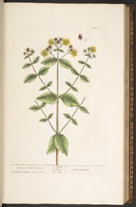 プレート 94、「A Curious Herbal」より 作： Elizabeth Blackwell