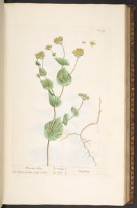 プレート 95、「A Curious Herbal」より 作： Elizabeth Blackwell