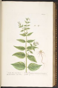 プレート 96、「A Curious Herbal」より 作： Elizabeth Blackwell