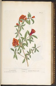 プレート 97、「A Curious Herbal」より 作： Elizabeth Blackwell
