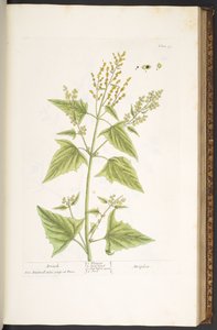 プレート 99、「A Curious Herbal」より 作： Elizabeth Blackwell