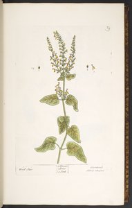 プレート 9、ウッド セージ、「A Curious Herbal」より 作： Elizabeth Blackwell