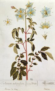 ジャガイモの花、 &39;Herbarium Blackwellianum&39;のプレート、1757年にドイツのニュルンベルクで公開（色の彫刻） 作： Elizabeth Blackwell