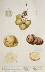 ジャガイモ塊茎、 &39;Herbarium Blackwellianum&39;からのプレート、ニュルンベルク1757で公開（カラー彫刻）