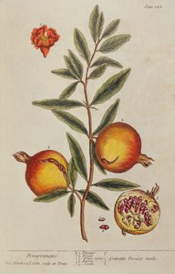 Punica granatum、好奇心の強いハーブから、1782 作： Elizabeth Blackwell