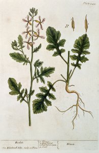 ロケット、 &39;A Curious Herbal&39;のプレート242、1782年発行（カラー彫刻） 作： Elizabeth Blackwell